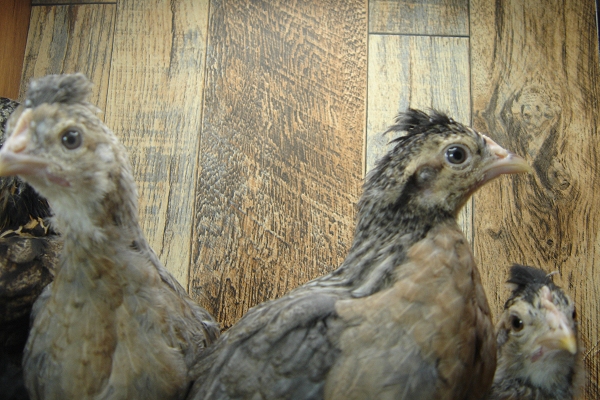 4 Pullet Chicks Week 4